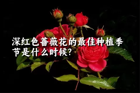 深红色蔷薇花的最佳种植季节是什么时候?