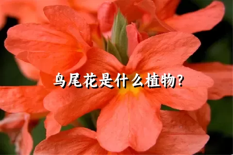 鸟尾花是什么植物？