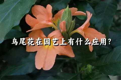 鸟尾花在园艺上有什么应用？