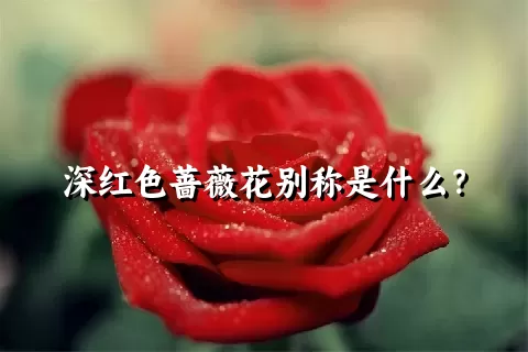深红色蔷薇花别称是什么？