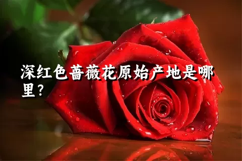 深红色蔷薇花原始产地是哪里？