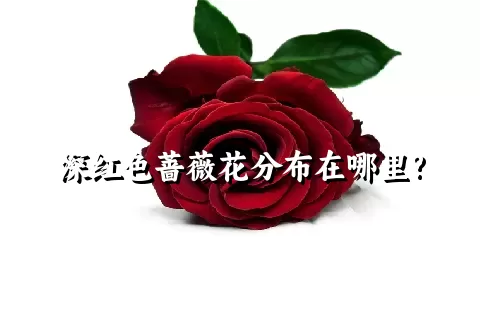 深红色蔷薇花分布在哪里?