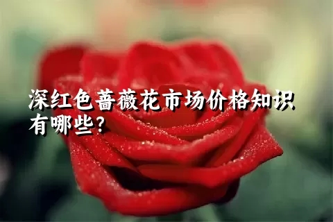 深红色蔷薇花市场价格知识有哪些？