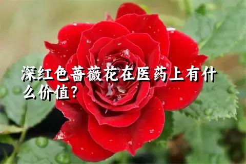 深红色蔷薇花在医药上有什么价值？