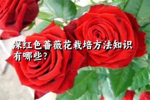 深红色蔷薇花栽培方法知识有哪些？