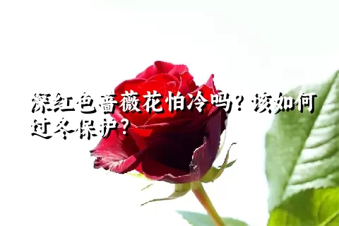 深红色蔷薇花怕冷吗？该如何过冬保护？