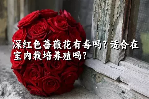 深红色蔷薇花有毒吗？适合在室内栽培养殖吗？