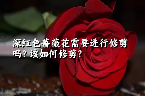 深红色蔷薇花需要进行修剪吗？该如何修剪？