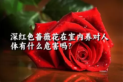 深红色蔷薇花在室内养对人体有什么危害吗？
