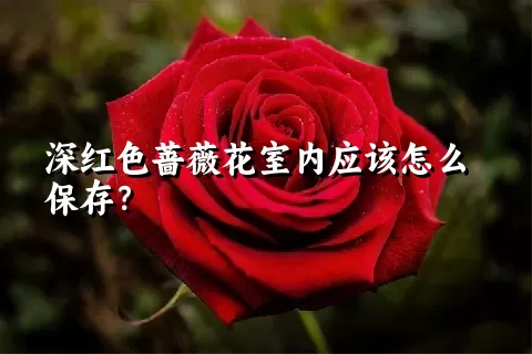 深红色蔷薇花室内应该怎么保存？