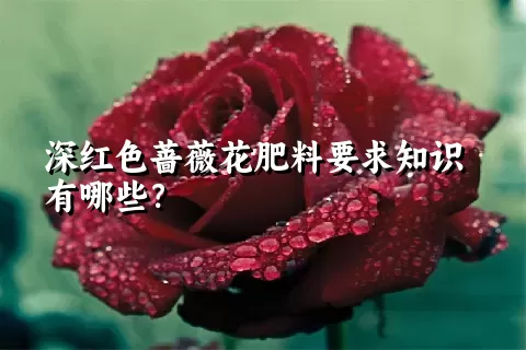 深红色蔷薇花肥料要求知识有哪些？