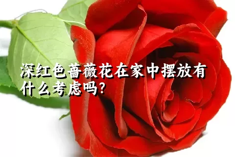 深红色蔷薇花在家中摆放有什么考虑吗？