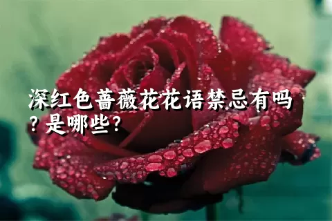 深红色蔷薇花花语禁忌有吗？是哪些？