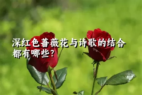 深红色蔷薇花与诗歌的结合都有哪些？