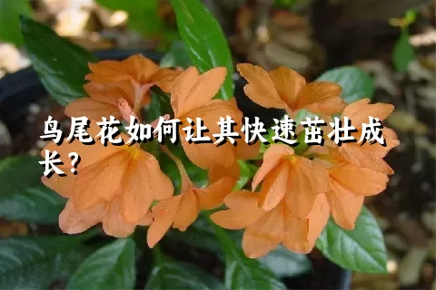 鸟尾花如何让其快速茁壮成长？