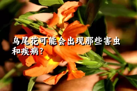 鸟尾花可能会出现那些害虫和疾病？