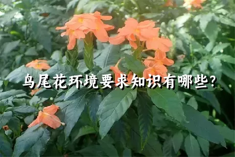 鸟尾花环境要求知识有哪些？