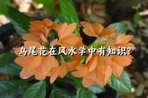 鸟尾花在风水学中有知识？