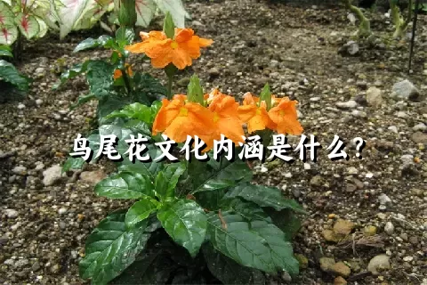 鸟尾花文化内涵是什么？