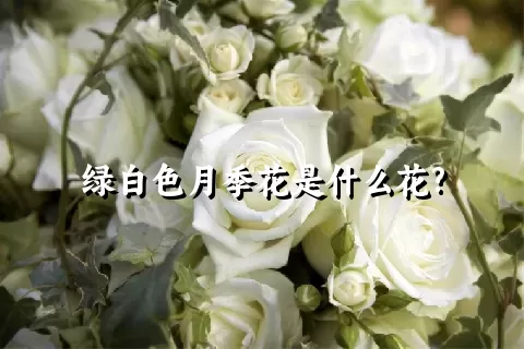 绿白色月季花是什么花?