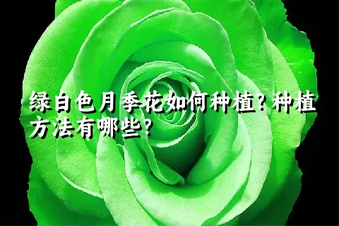 绿白色月季花如何种植？种植方法有哪些？