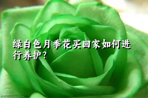 绿白色月季花买回家如何进行养护？