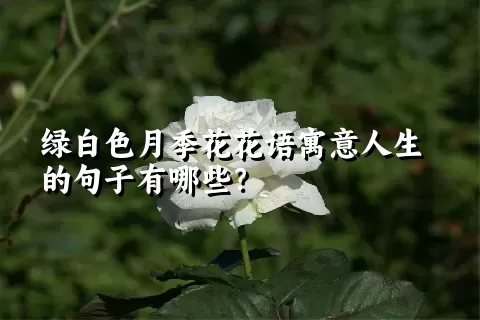 绿白色月季花花语寓意人生的句子有哪些？