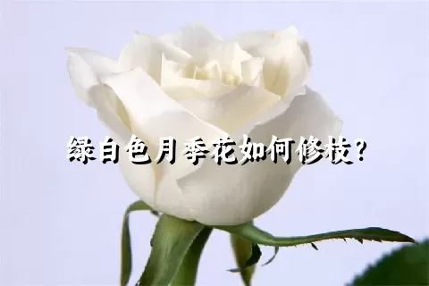 绿白色月季花如何修枝？