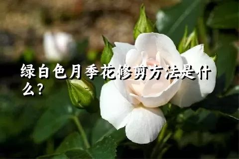绿白色月季花修剪方法是什么？