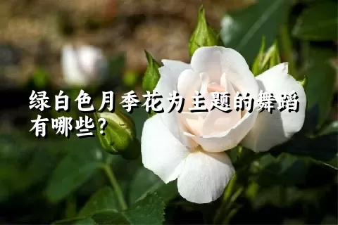 绿白色月季花为主题的舞蹈有哪些？