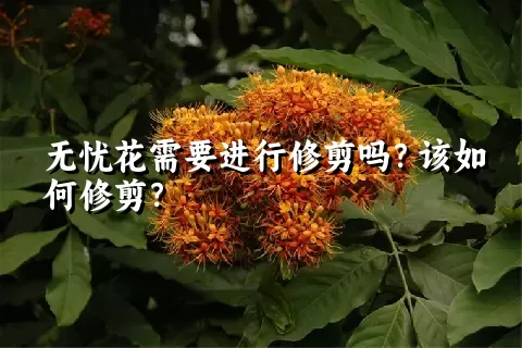无忧花需要进行修剪吗？该如何修剪？