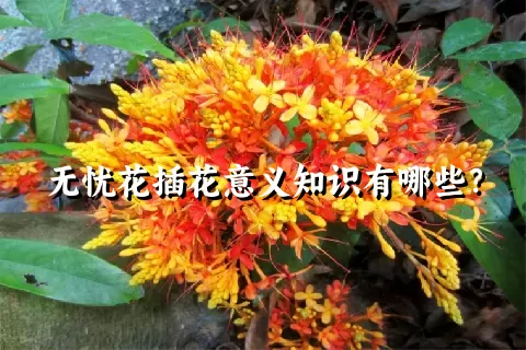 无忧花插花意义知识有哪些？