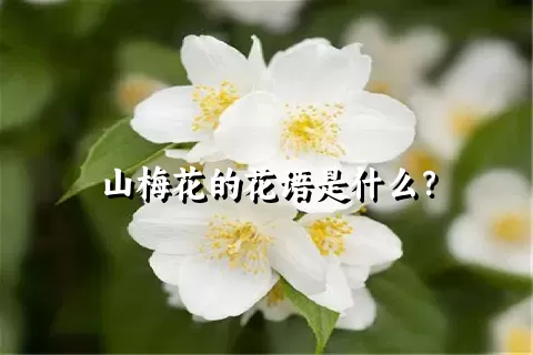 山梅花的花语是什么？