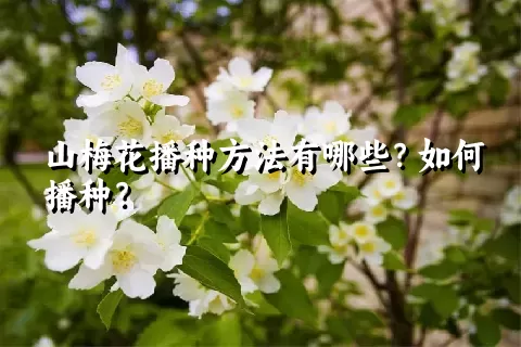山梅花播种方法有哪些？如何播种？