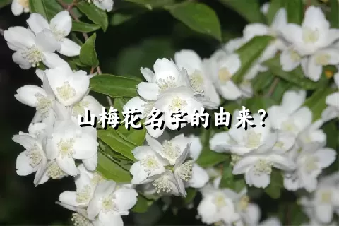 山梅花名字的由来？