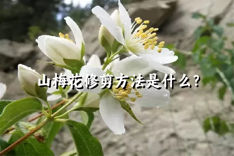 山梅花修剪方法是什么？