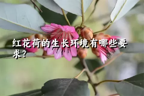 红花荷的生长环境有哪些要求？