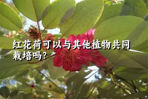 红花荷可以与其他植物共同栽培吗？