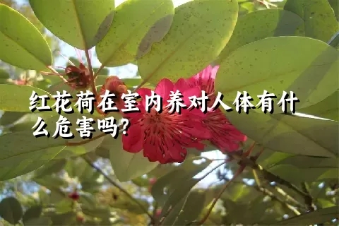 红花荷在室内养对人体有什么危害吗？
