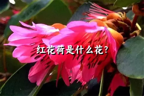 红花荷是什么花？