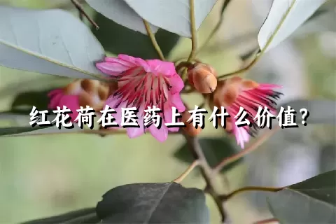 红花荷在医药上有什么价值？
