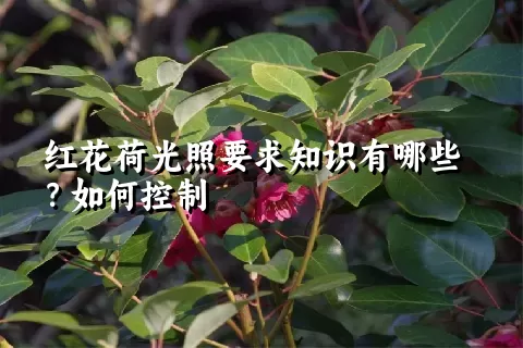 红花荷光照要求知识有哪些？如何控制