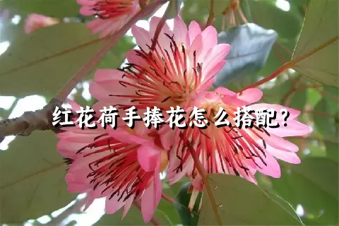 红花荷手捧花怎么搭配？