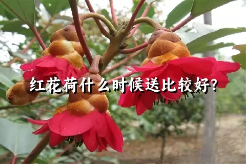 红花荷什么时候送比较好？