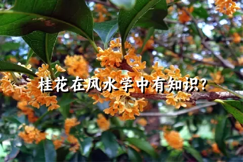 桂花在风水学中有知识？