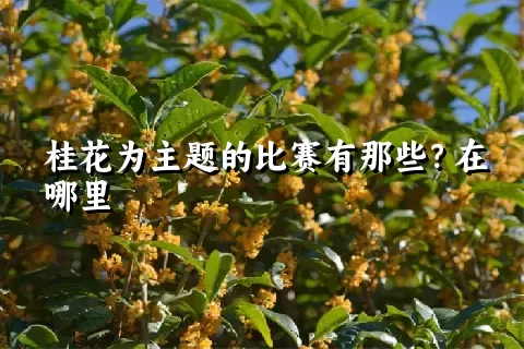 桂花为主题的比赛有那些？在哪里