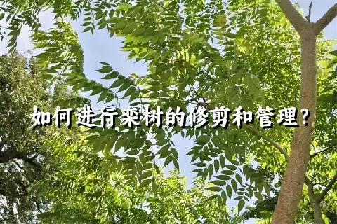 如何进行栾树的修剪和管理？