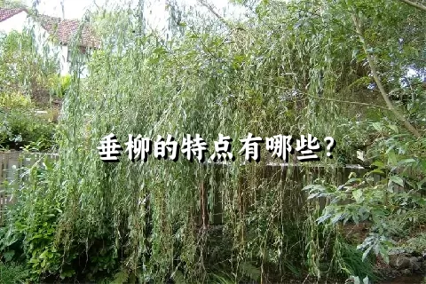 垂柳的特点有哪些？