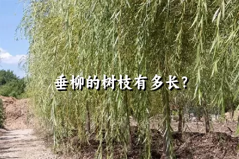 垂柳的树枝有多长？