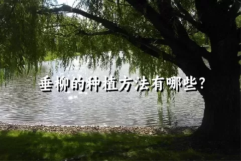 垂柳的种植方法有哪些？